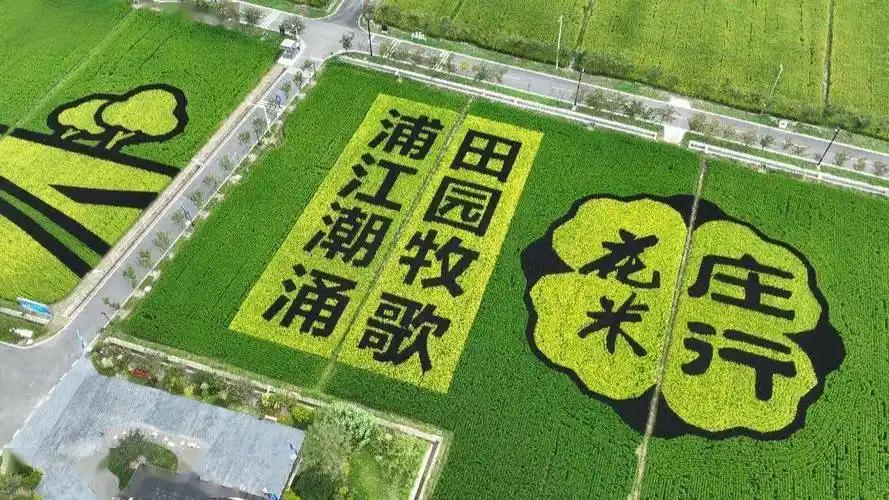  稻田艺术画设计与制作全流程解析